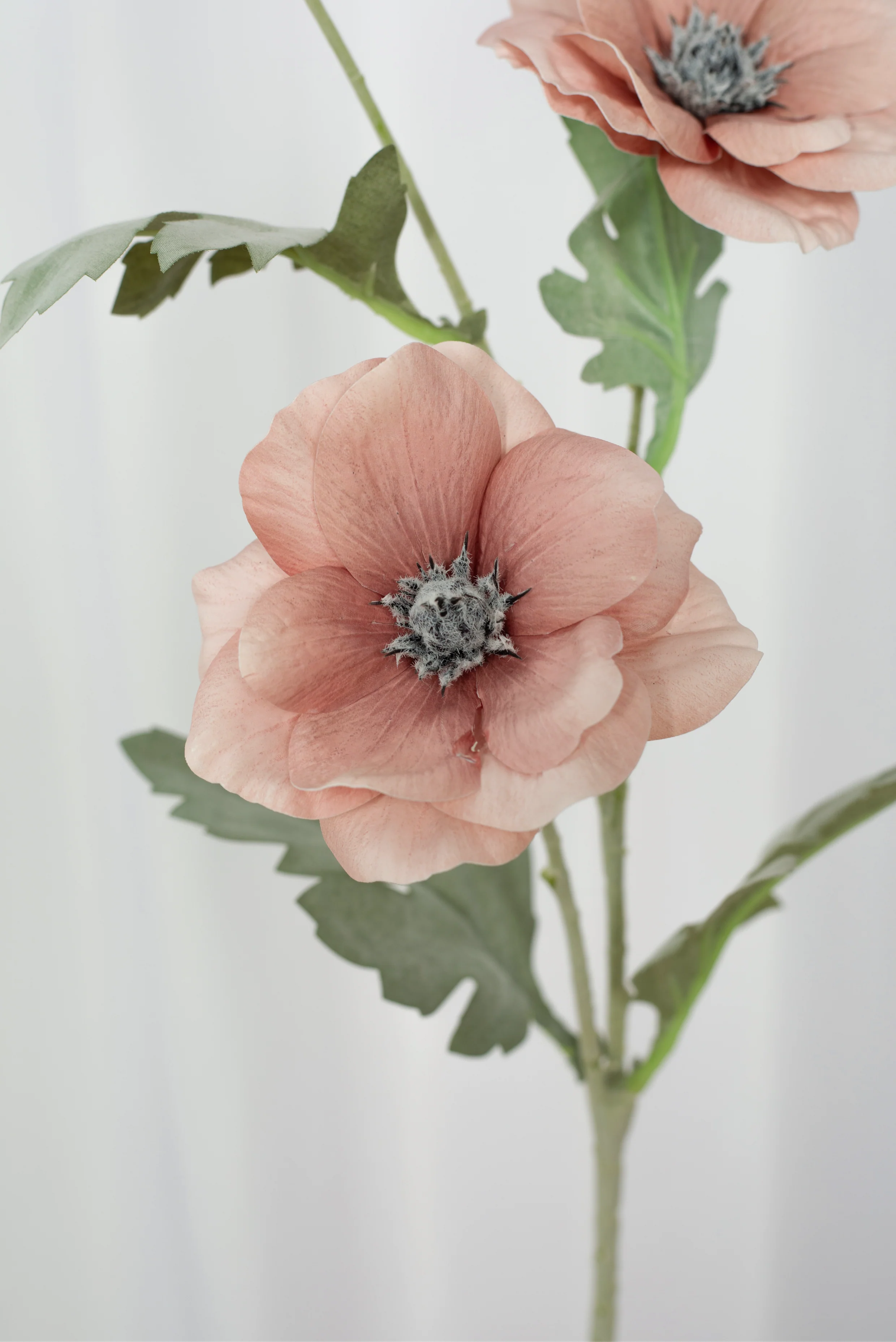 Blóm Poppy - Dusty Rose - Líf og List